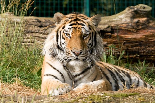 Bengali tiger.jpg - Bengali Tager enjoying the sun while watching the camera